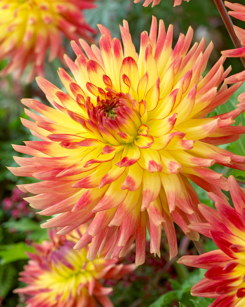 Dahlia Dekorativ Summer Breeze 1-pack